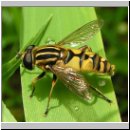 Helophilus pendulus - Gemeine Sumpfschwebfliege m01.jpg